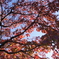 散歩道で見た青空と紅葉！