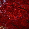公園の紅葉
