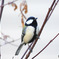 野山の鳥  シジュウカラ