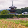 法起寺 コスモス畑