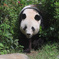 上野のパンダさん