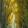 黄金色（ポプラ並木）