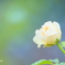 クリーム色の薔薇2