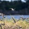 Least Sandpiper Flying 10-15-25