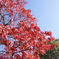 自宅近所の見惚れる青空と紅葉！