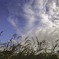 羊雲とススキ  DSC04225-