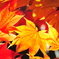 紅葉10