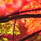 紅葉12
