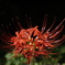 彼岸花