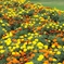 マリーゴールド混植