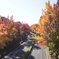 多摩市の街路樹紅葉！
