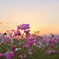 夕暮れコスモス