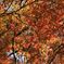 紅葉の季節がやってきました・・・