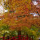 紅葉写真3