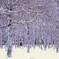 雪がやってきた（白樺）