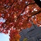 紅葉は楽しめない
