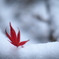 雪紅葉