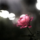 ★139　秋の赤い薔薇