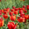 チューリップ