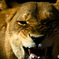 ライオン