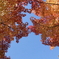 見上げたら紅葉と青空！