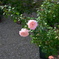 薔薇な花