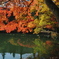 池にうつった紅葉