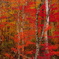 紅葉白樺