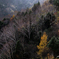 葉落す岳樺