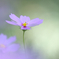 コスモスの花