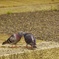 甘い接吻（くちづけ）