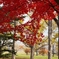公園の紅葉