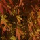 夕紅葉