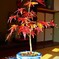 ミニの紅葉