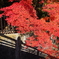 紅葉と影