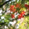 紅葉へと