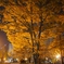 夜の公園,黄葉