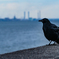 護岸のカラスさん
