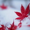 雪紅葉