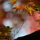 燃える紅葉
