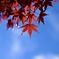 紅葉と青空