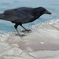 海辺のカラス　2