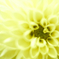 Dahlia(close-up)