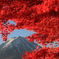 富士山と紅葉2