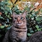秋晴れの猫