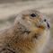Prairie Dog