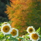 紅葉と白い向日葵