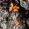 小さな紅葉