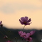 夕陽とコスモス