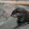 カワウソ＿東京＿上野動物園